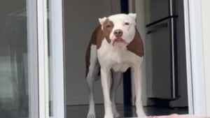 Illustration : "Cette chienne parvient à surmonter sa peur des marches pour accéder au jardin grâce à une porte sur mesure et beaucoup d’amour (vidéo)"