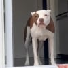 Illustration : Cette chienne parvient à surmonter sa peur des marches pour accéder au jardin grâce à une porte sur mesure et beaucoup d’amour (vidéo)