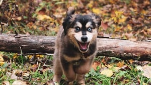 Illustration : Un chiot saute sur la poitrine de son maître victime d'une crise cardiaque pendant des heures et lui sauve la vie