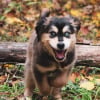 Illustration : Un chiot saute sur la poitrine de son maître victime d'une crise cardiaque pendant des heures et lui sauve la vie