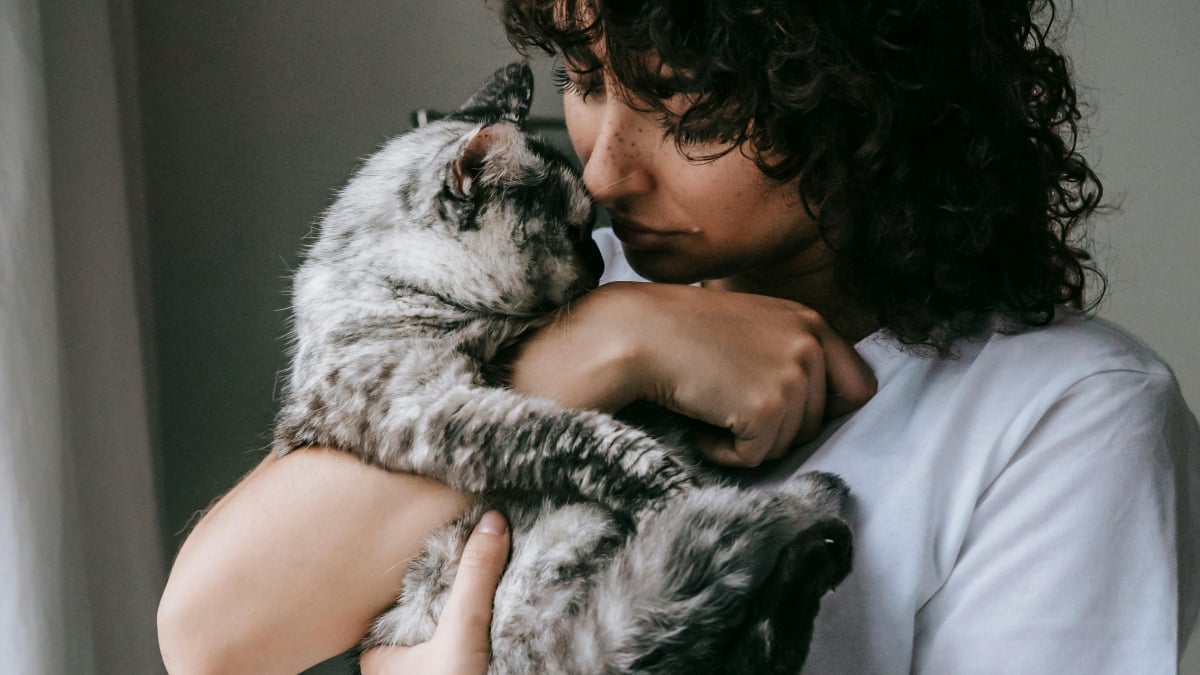 Illustration : "15 comportements par lesquels un chat témoigne son amour à son maître"