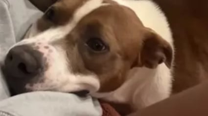 Illustration : Le regard aimant et tendre de cette chienne envers sa mère d’accueil en dit long sur son soulagement (vidéo)