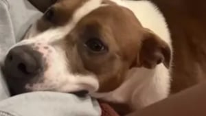 Illustration : "Le regard aimant et tendre de cette chienne envers sa mère d’accueil en dit long sur son soulagement (vidéo)"
