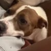 Illustration : Le regard aimant et tendre de cette chienne envers sa mère d’accueil en dit long sur son soulagement (vidéo)