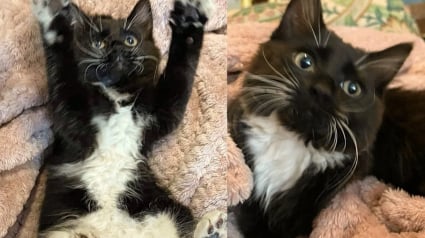 Illustration : Coincée dans une roue, cette chatonne surprend tout le monde par son énergie débordante après son sauvetage