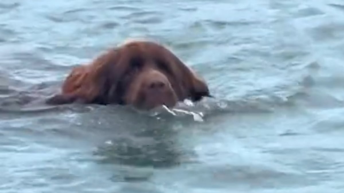 Illustration : "Très impliqué dans son rôle de chien de sauvetage, ce Terre Neuve tente de sauver son maître qui est juste en train de se baigner (vidéo)"