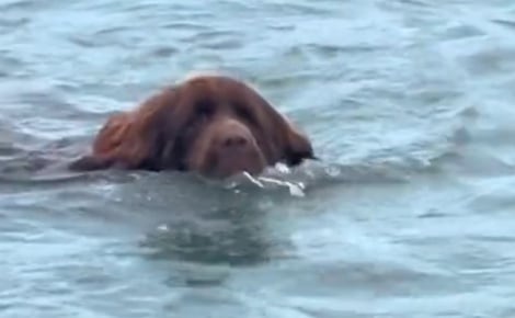 Très impliqué dans son rôle de chien de sauvetage, ce Terre Neuve tente de sauver son maître qui est juste en train de se baigner (vidéo)