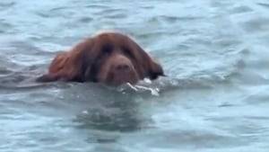 Illustration : "Très impliqué dans son rôle de chien de sauvetage, ce Terre Neuve tente de sauver son maître qui est juste en train de se baigner (vidéo)"