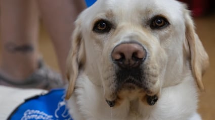 Illustration : Ce chien réconforte les enfants victimes de traumatismes lors de leur passage au tribunal