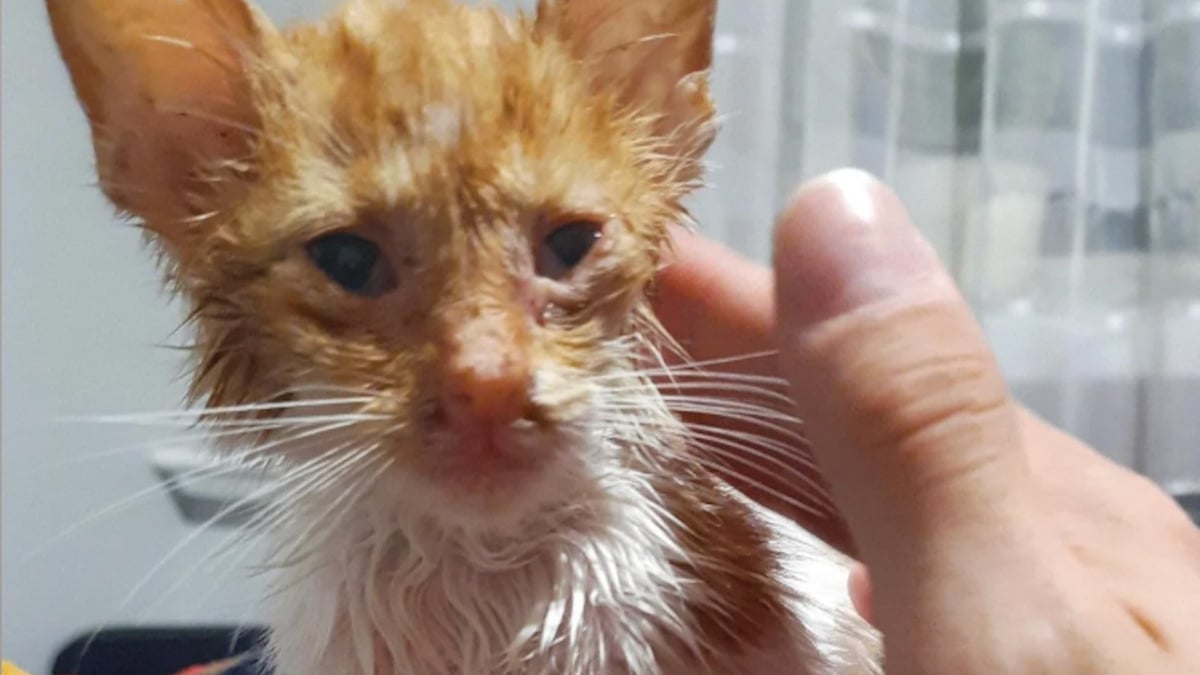 Illustration : "Un « homme à chiens » sauve un chaton agonisant sur la route et ne voit désormais plus la vie sans lui"