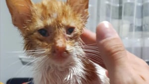 Illustration : "Un « homme à chiens » sauve un chaton agonisant sur la route et ne voit désormais plus la vie sans lui"
