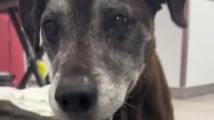 Illustration : "Ce chien de 15 ans atteint d’un cancer allait être abandonné en refuge, mais une femme au grand coeur en a décidé autrement (vidéo)"