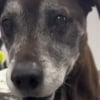 Illustration : Ce chien de 15 ans atteint d’un cancer allait être abandonné en refuge, mais une femme au grand coeur en a décidé autrement (vidéo)