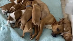 Illustration : "Maman de 14 chiots, cette chienne errante surmonte sa peur des humains pour leur offrir un avenir"