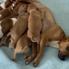 Illustration : Maman de 14 chiots, cette chienne errante surmonte sa peur des humains pour leur offrir un avenir
