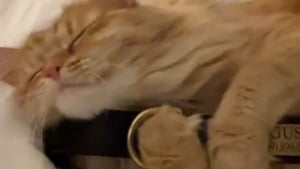 Illustration : "Le rituel quotidien poignant d'un chat endeuillé qui étreint tous les soirs le collier de son ami chien disparu (vidéo)"