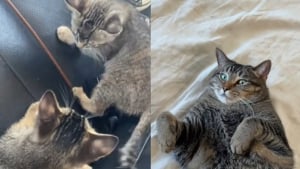 Illustration : "Un chaton héros sauve ses frères et soeurs en les mettant en sécurité après avoir erré dans le désert (vidéo)"
