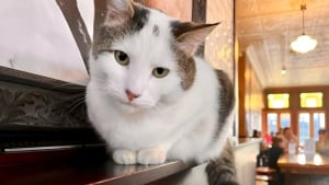 Illustration : "Tombé sous le charme d’un chat errant, le propriétaire de cette brasserie décide d’en faire un membre à part entière de son équipe d’employés"