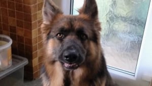Illustration : "Son chien lui permet d’enseigner malgré la maladie, mais l’université le refuse, les élèves décident de lancer une pétition pour leur professeur"