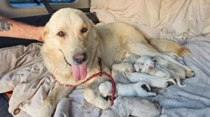 Illustration : Près d’un ruisseau, elle lutte pour élever ses 12 chiots avant de croiser la bonne personne