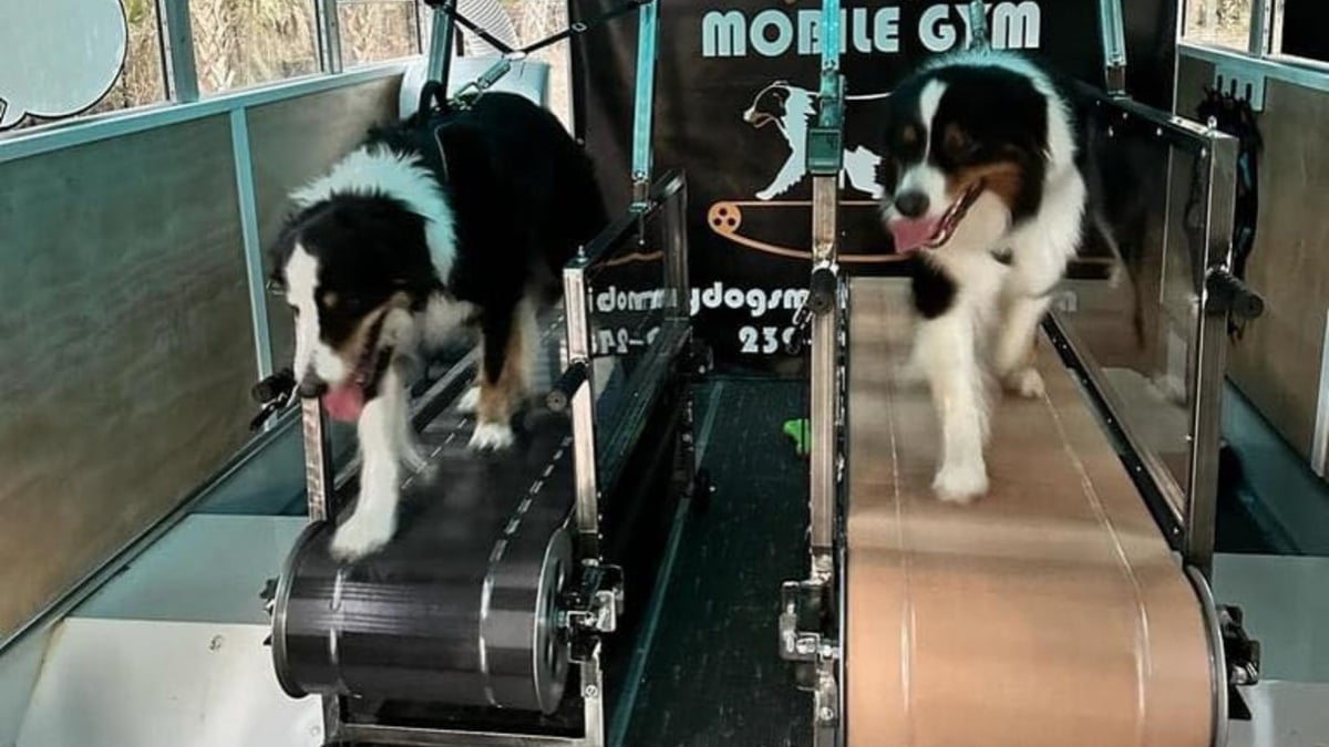 Illustration : "Elle transforme une camionnette en salle de sport pour chiens et leur redonne le goût de bouger"