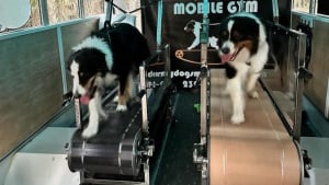 Illustration : "Elle transforme une camionnette en salle de sport pour chiens et leur redonne le goût de bouger"