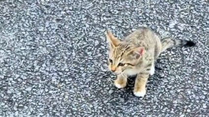 Illustration : Sauvé au détour d’un jogging, ce petit chaton tigré bouleverse les certitudes d’une famille qui découvre qu'elle avait besoin d'être complétée par un chat (vidéo)