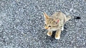 Illustration : "Sauvé au détour d’un jogging, ce petit chaton tigré bouleverse les certitudes d’une famille qui découvre qu'elle avait besoin d'être complétée par un chat (vidéo)"