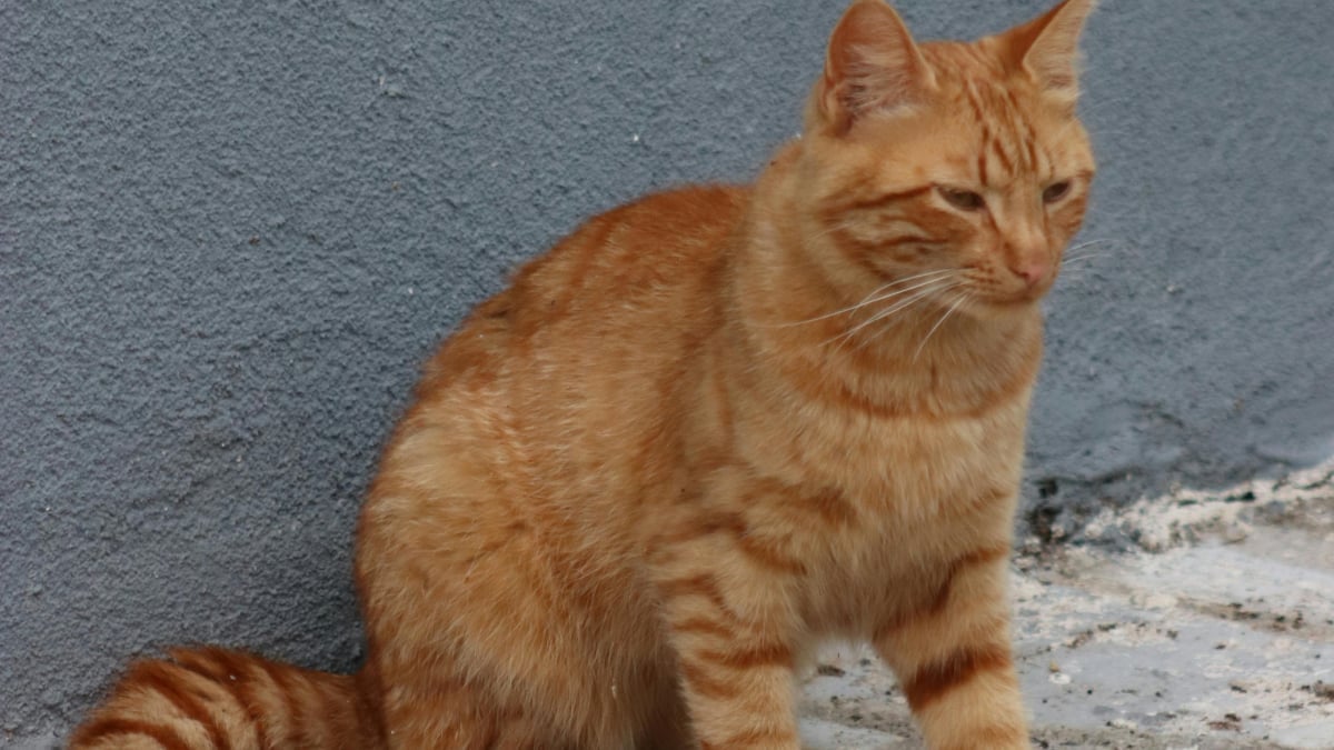 Illustration : "La récompense exorbitante d’un octogénaire offerte à la personne qui prendra soin de son chat après son décès "