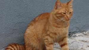 Illustration : "La récompense exorbitante d’un octogénaire offerte à la personne qui prendra soin de son chat après son décès "