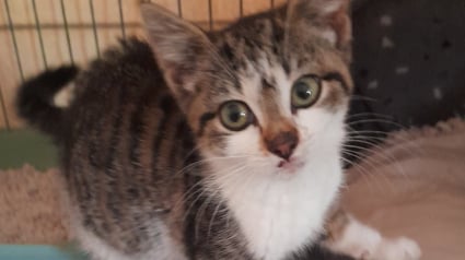 Illustration : Cette chatte de 10 semaines survit à un trajet de 30 km alors qu'elle était cachée sous un camion-remorque