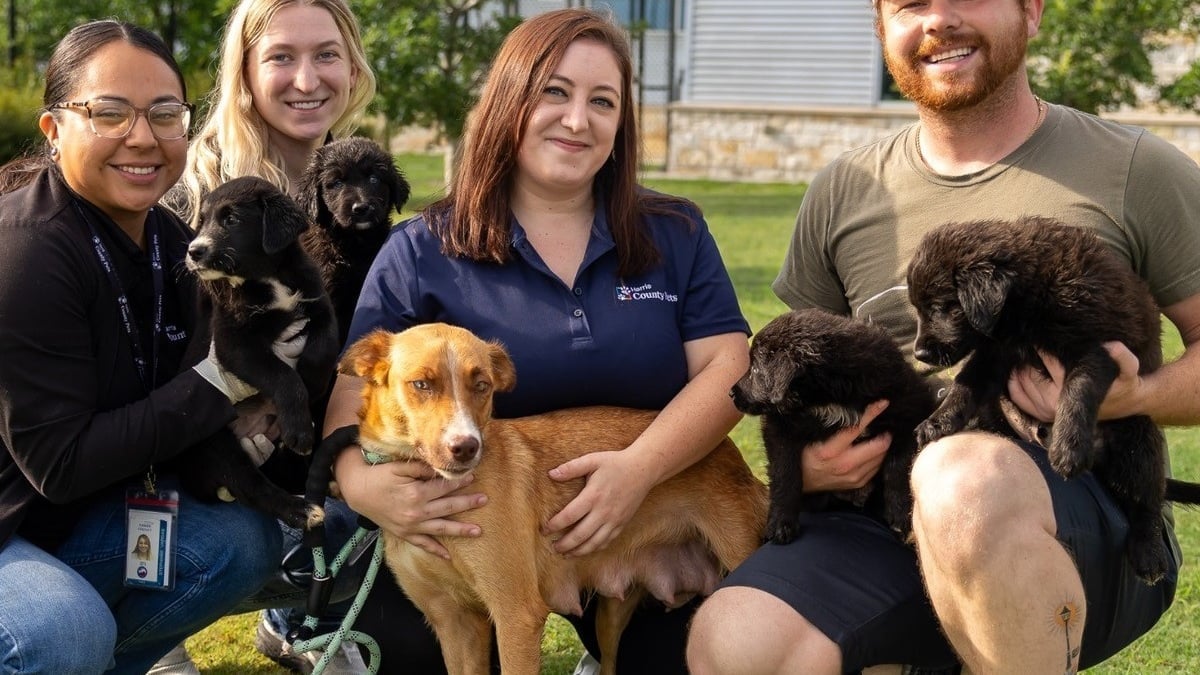 Illustration : "Une association choisit non pas un, mais tous les chiots d'une portée née dans l'errance pour en faire des chiens d'assistance"