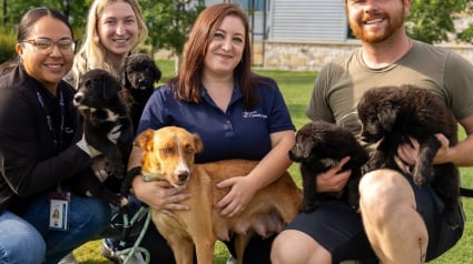 Illustration : Une association choisit non pas un, mais tous les chiots d'une portée née dans l'errance pour en faire des chiens d'assistance