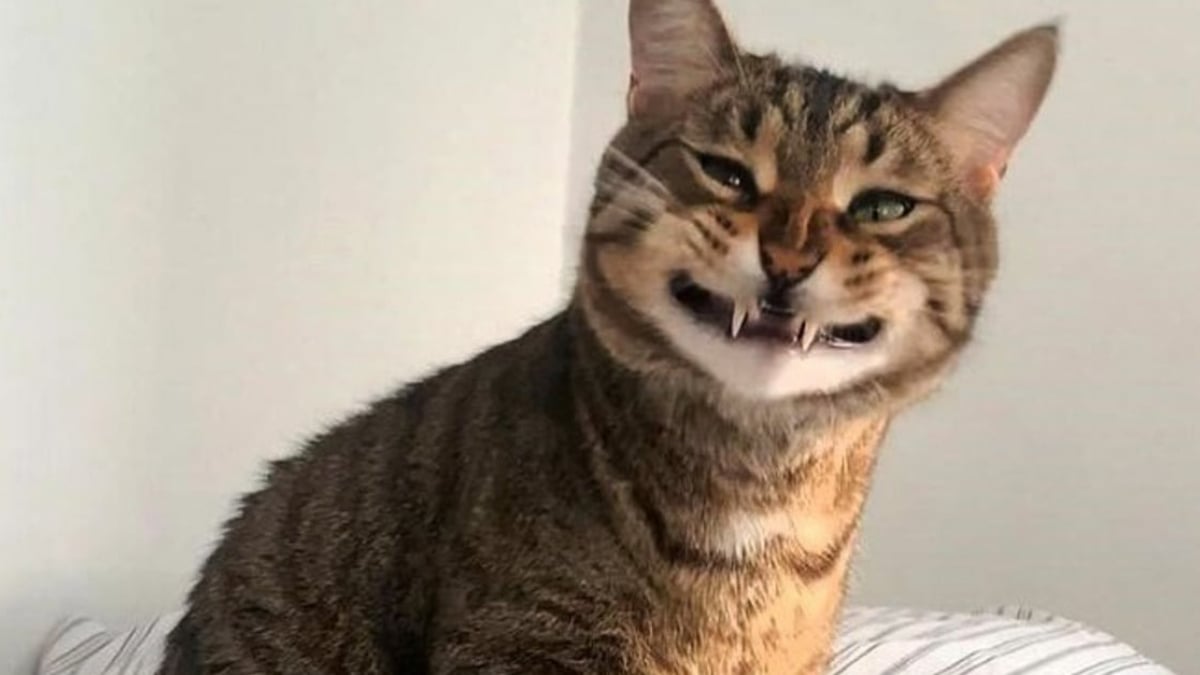 Illustration : "16 photos de chats et chiens qui affichent leurs plus belles grimaces pour illuminer notre quotidien"