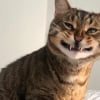 Illustration : 16 photos de chats et chiens qui affichent leurs plus belles grimaces pour illuminer notre quotidien