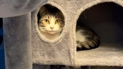 Illustration : Une féline timide, qui se cache dans son arbre à chat, ne parvient pas à attirer l’attention des adoptants (vidéo) 