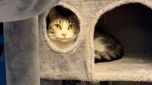 Illustration : "Une féline timide, qui se cache dans son arbre à chat, ne parvient pas à attirer l’attention des adoptants (vidéo) "