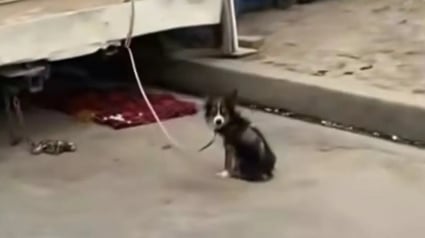 Illustration : "Le propriétaire n'a même pas hésité à nous le confier" s'étonne une bénévole qui s'inquiétait pour un petit chien tremblant attaché derrière une caravane