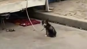 Illustration : "Le propriétaire n'a même pas hésité à nous le confier" s'étonne une bénévole qui s'inquiétait pour un petit chien tremblant attaché derrière une caravane