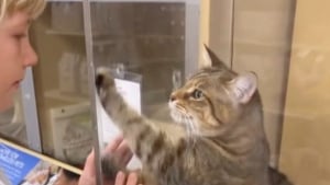Illustration : "Cette chatte de refuge croise pour la première fois le regard de sa future famille et met tout en oeuvre pour les faire succomber à son charme (vidéo)"