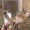 Illustration : Cette chatte de refuge croise pour la première fois le regard de sa future famille et met tout en oeuvre pour les faire succomber à son charme (vidéo)