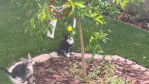 Illustration : "Un arbre planté à la mémoire de son chat devient le théâtre d’une scène émouvante avec des chatons et un papillon (vidéo)"