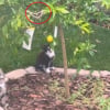 Illustration : Un arbre planté à la mémoire de son chat devient le théâtre d’une scène émouvante avec des chatons et un papillon (vidéo)