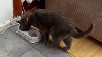 Illustration : Un couple découvre un chat inconnu en train de dévorer la gamelle de son animal de compagnie et tente d’élucider ce mystère (vidéo)