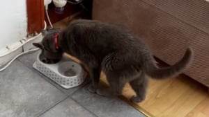 Illustration : Un couple découvre un chat inconnu en train de dévorer la gamelle de son animal de compagnie et tente d’élucider ce mystère (vidéo)