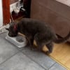 Illustration : Un couple découvre un chat inconnu en train de dévorer la gamelle de son animal de compagnie et tente d’élucider ce mystère (vidéo)