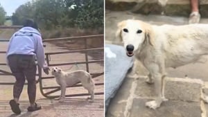 Illustration : "Le destin de cette chienne attachée à un portail prend une toute autre tournure lorsqu’elle croise la route d’une femme décidée à lui offrir une nouvelle vie malgré les contraintes (vidéo)"