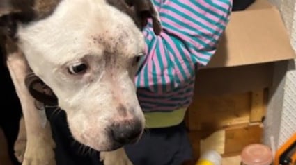 Illustration : Condamné à souffrir en silence, un chien blessé est secouru par les forces de l'ordre et retrouve l'espoir 