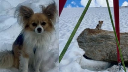 Illustration : Un homme coincé au fond d'une crevasse est repéré et secouru à temps grâce à son chien resté à ses côtés
