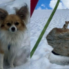 Illustration : Un homme coincé au fond d'une crevasse est repéré et secouru à temps grâce à son chien resté à ses côtés